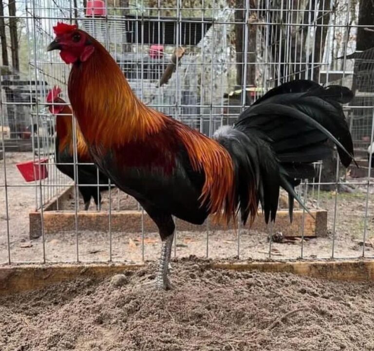 Brown Red Game Fowl For Sale – Game Fowl Supply Ltd