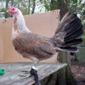 Grey Hen For Sale