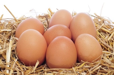 Buff Orpington Hatching Eggs