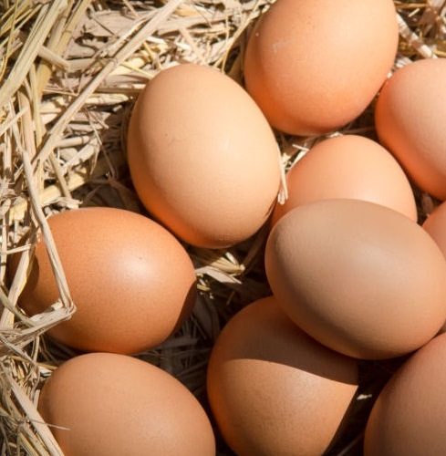 Barred Rock Hatching Eggs