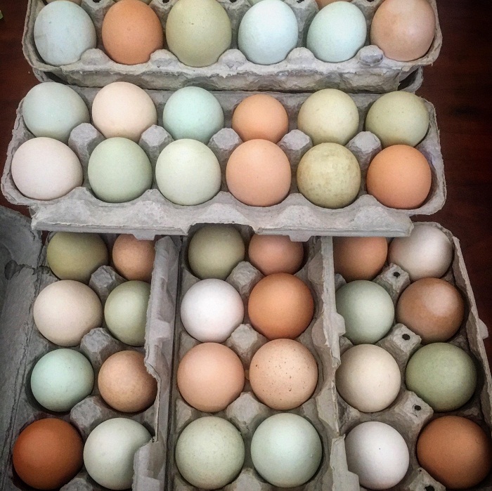 Assorted Chicken Hatching Eggs