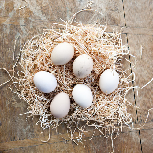 Grey Rooster Eggs