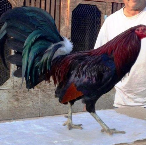 Dark Hatch Gamefowl For Sale