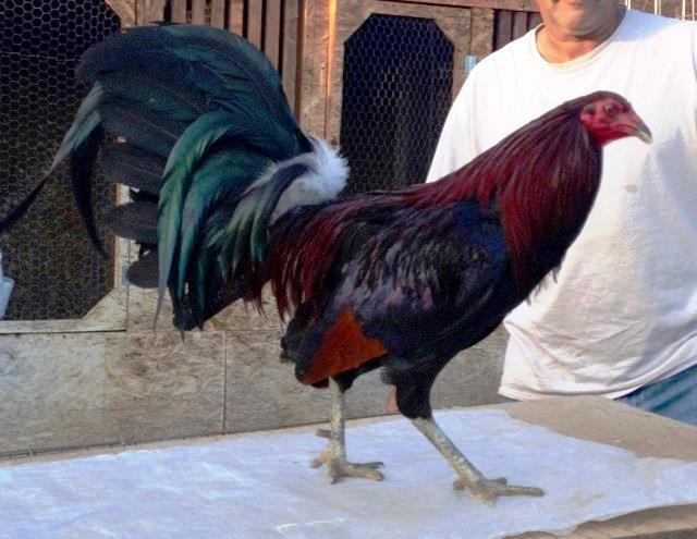 Dark Hatch Gamefowl For Sale