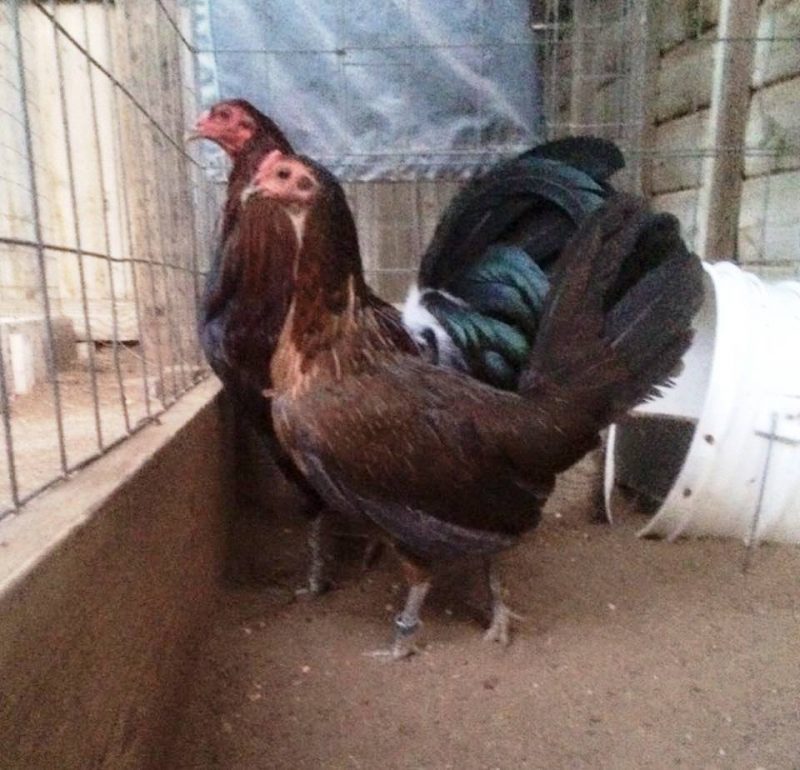 Dark Hatch Hen For Sale