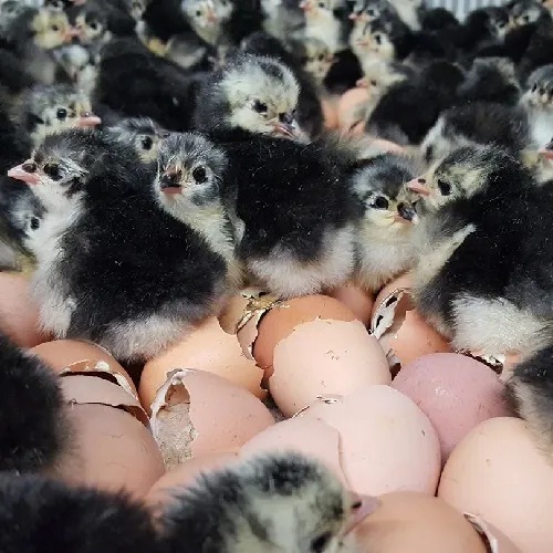 Black Australorp Hatching Eggs