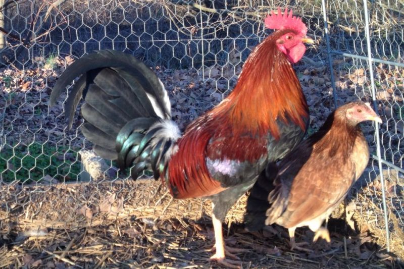 Claret Gamefowl For Sale