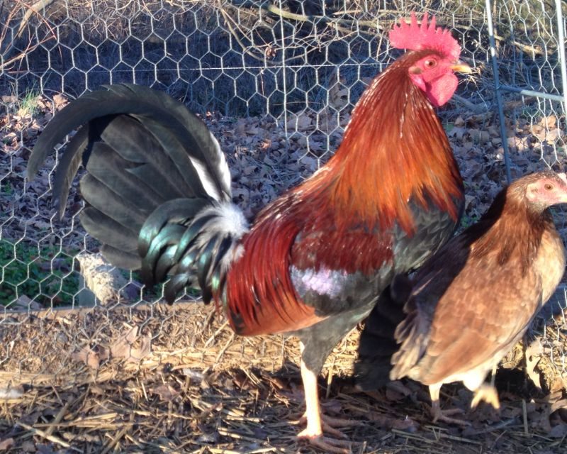 Claret Gamefowl For Sale
