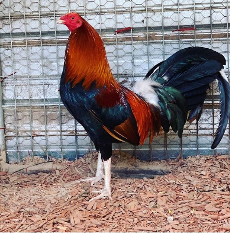 Roundhead Gamefowl For Sale