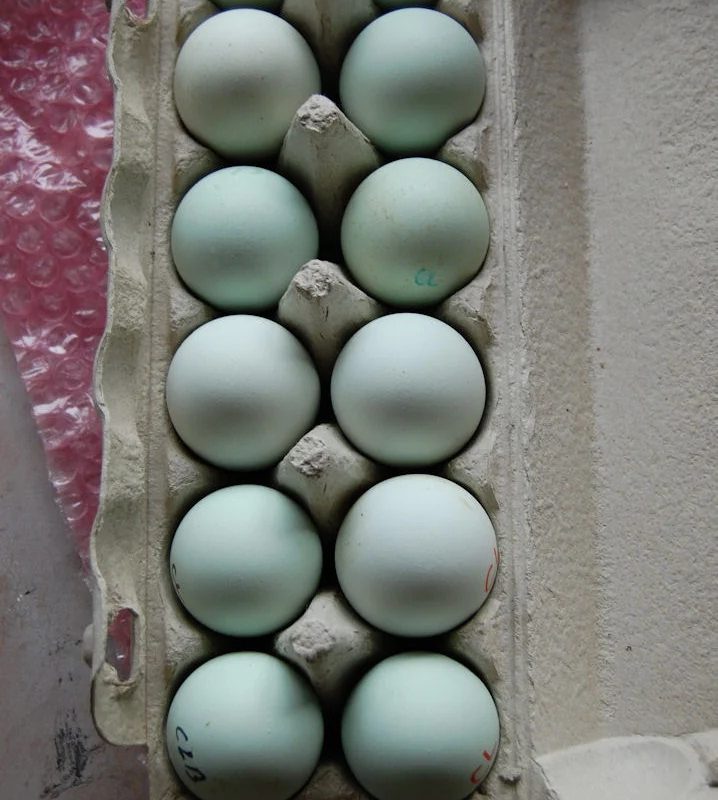 Easter Egger Hatching Eggs