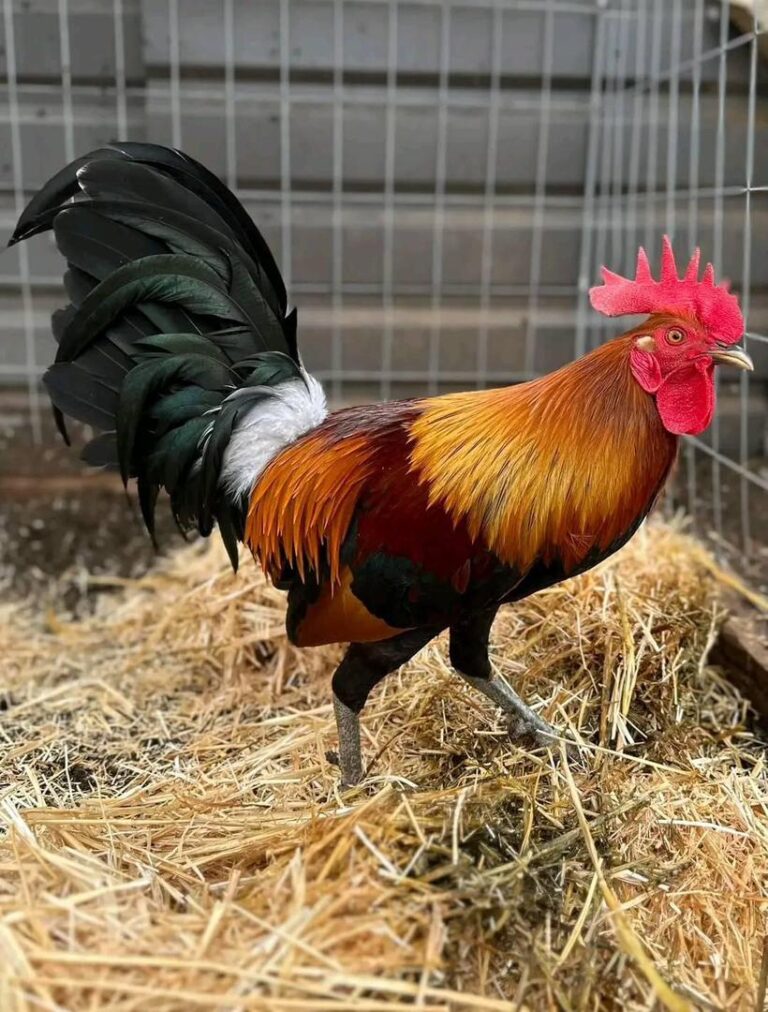 Blue Face Rooster Game Fowl Supply Ltd 